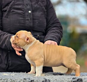 American Bully PP ABKC - 3