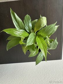 Spathiphyllum wallisii a Ficus Ginseng - 3