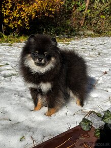 Pomeranian - 3