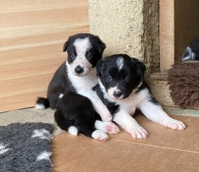 Border collie s PP - 3