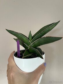 Sansevieria Samurai Svokrine jazyky - 3