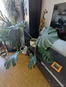 Monstera - 3