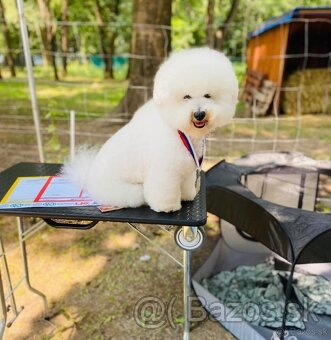 Bichon à poil frisé - francúzsky bišon - 3