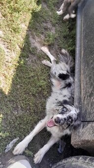 Border kolia blue merle - 3