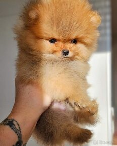 Pomeranian mini Boo - 3