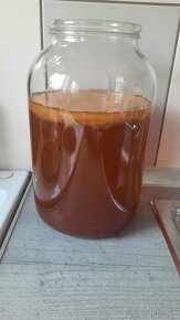 Kombucha - SCOBY - 3