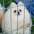 Trpasličí Špic Pomeranian s PP - 3