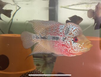 Flowerhorn Super Red Dragon samec - 3