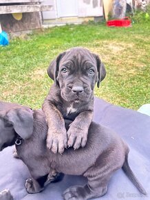 Cane corso - 3