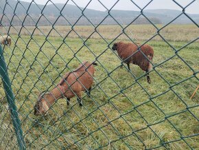 Predám barana a kozu - 3