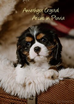 Cavalier King Charles Spaniel s PP - 3