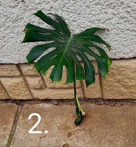 Monstera deliciosa - monstera skvelá - 3