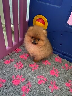 Pomeranian - 3