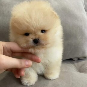 Pomeranian mini cream - 3