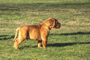 Dogue de Bordeaux, Bordo doga, Bordeauxská doga - 3