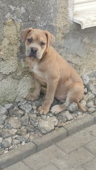 Cane Corso s PP - 3