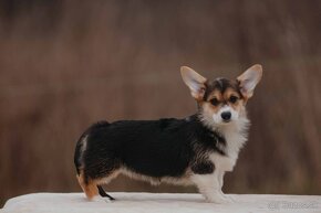 Welsh Corgi Pembroke - 3