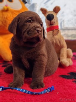 Labrador retriever -šteniatka s PP - 3