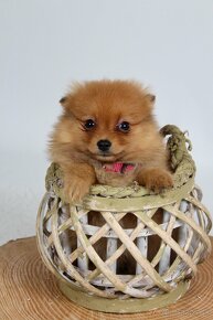 Pomeranian Mini spic - 3