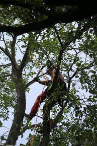 Arboristika, výruby a rez ovocných stromov - 3