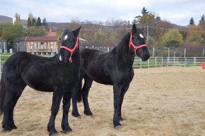 Kobyly na predaj - Percheron - 3