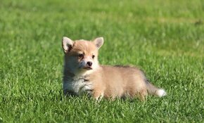 Welsh Corgi Pembroke - 3