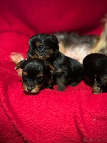 Yorkshire terrier, york - 3