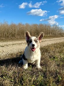 Welsh corgi cardigan. - 3