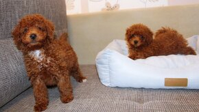 Toy pudla, Red Toy Poodle, Red Toy Pudel - 3