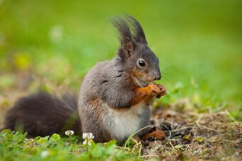 Veverička obyčajná / veverica stromová (Sciurus vulgaris - 3