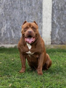 XXL Pitbull - 3