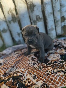 cane corso šteniatka - 3