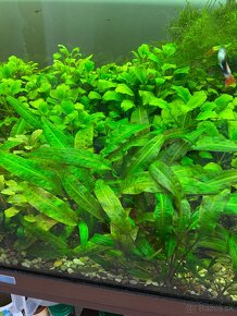 Rastliny cryptocoryne - 3