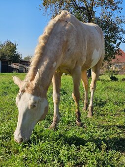 Paint horse APH pripúšťanie - 3