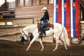 Pripúšťanie cremello žrebcom Quarter Horse - 3