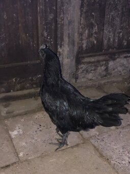 Ayam Cemani - 3