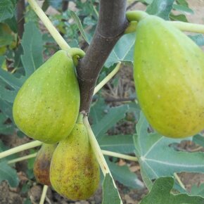 Ficus carica - 3