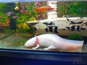 Predam axolotl - 3