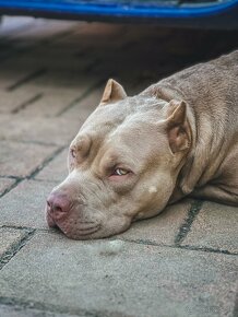 American bully XL s PP - 3