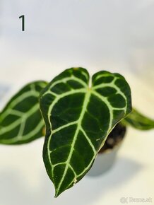 Anthurium clarinervium - 3