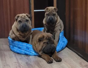 Shar-pei - 3