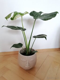 Monstera thai constalation - 3