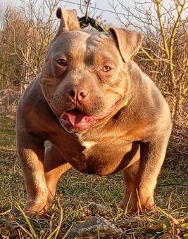 American bully pocket - 3