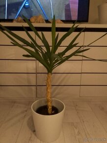 Dracena yuka 100cm vysoká - 3