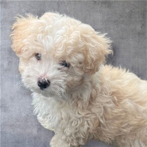 Maltipoo, maltipo - 3