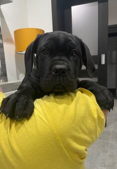 Cane Corso FCI Errant of North - 3