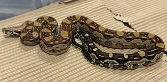 Boa Constrictor - Velhad Kralovsky - 3