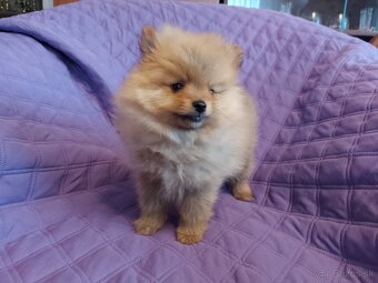 Špic, nemecký špic , oranžový špic, pomeranian - 3