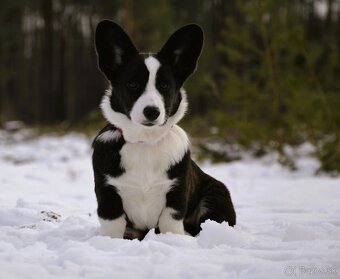 Welsh Corgi Cardigan Krásna FCI dievčina - 3