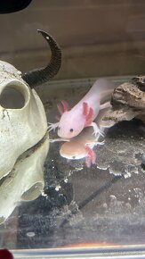 Axolotl mexicky - 3